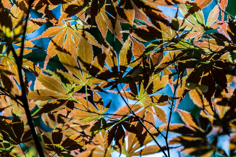 2018_05_26_arboretum de Balaine (0059).jpg - arboretum de Balaine (Mai 2018)